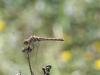 Sympetrum striolatum
